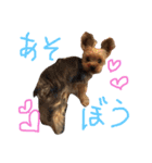 ヨーキーモコちゃん（個別スタンプ：4）
