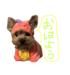 ヨーキーモコちゃん（個別スタンプ：5）