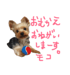 ヨーキーモコちゃん（個別スタンプ：6）