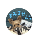 ヨーキーモコちゃん（個別スタンプ：7）