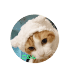 べびにゃん（個別スタンプ：2）