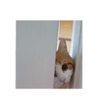 べびにゃん（個別スタンプ：3）