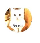 べびにゃん（個別スタンプ：4）