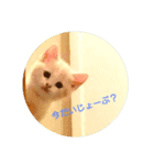 べびにゃん（個別スタンプ：7）