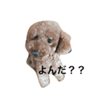 ちょことあずき（個別スタンプ：6）