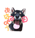 黒柴 寅次郎（個別スタンプ：1）