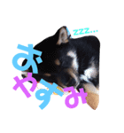 黒柴 寅次郎（個別スタンプ：2）