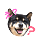 黒柴 寅次郎（個別スタンプ：3）