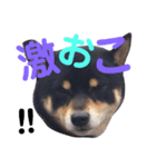 黒柴 寅次郎（個別スタンプ：4）