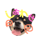 黒柴 寅次郎（個別スタンプ：5）