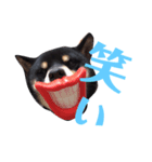 黒柴 寅次郎（個別スタンプ：6）