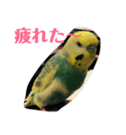 Mai Kajikawa（個別スタンプ：7）