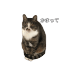 小池家の猫達（個別スタンプ：1）