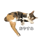 小池家の猫達（個別スタンプ：5）