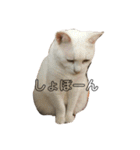 小池家の猫達（個別スタンプ：7）