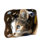 小池家の猫達（個別スタンプ：10）