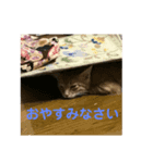 まめちゃり（個別スタンプ：5）