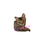 まめちゃり（個別スタンプ：8）