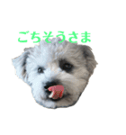 ポメプーくーちゃん（個別スタンプ：3）