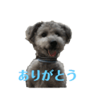 ポメプーくーちゃん（個別スタンプ：5）