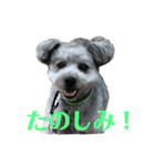 ポメプーくーちゃん（個別スタンプ：7）