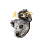 ポメプーくーちゃん（個別スタンプ：9）