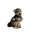 ポメプーくーちゃん（個別スタンプ：11）
