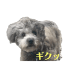 ポメプーくーちゃん（個別スタンプ：15）