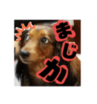 Calynの一日2（個別スタンプ：1）