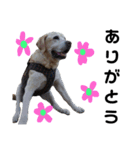 ラブラドールシニア犬 シュウくん（個別スタンプ：1）
