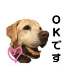 ラブラドールシニア犬 シュウくん（個別スタンプ：3）