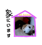 ラブラドールシニア犬 シュウくん（個別スタンプ：4）