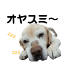 ラブラドールシニア犬 シュウくん（個別スタンプ：12）