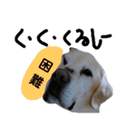ラブラドールシニア犬 シュウくん（個別スタンプ：15）