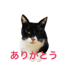 くろむぎゆきぽん（個別スタンプ：5）