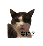 くろむぎゆきぽん（個別スタンプ：7）