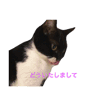 くろむぎゆきぽん（個別スタンプ：10）
