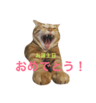 くろむぎゆきぽん（個別スタンプ：12）