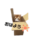 れんたんの日常（個別スタンプ：5）