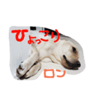 加治家（個別スタンプ：6）