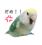コザクラインコのみく（個別スタンプ：1）