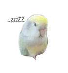 コザクラインコのみく（個別スタンプ：2）