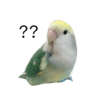 コザクラインコのみく（個別スタンプ：3）