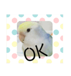 コザクラインコのみく（個別スタンプ：4）