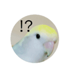 コザクラインコのみく（個別スタンプ：5）