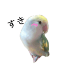 コザクラインコのみく（個別スタンプ：6）