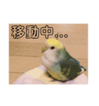 コザクラインコのみく（個別スタンプ：7）