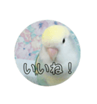 コザクラインコのみく（個別スタンプ：8）