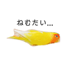 コザクラインコのらぶちゃん（個別スタンプ：1）