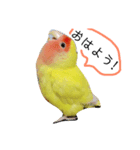 コザクラインコのらぶちゃん（個別スタンプ：3）